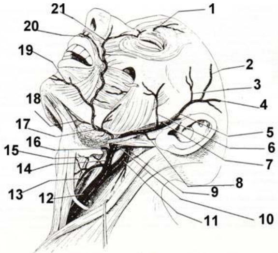 A.6 為橫面動脈( transverse facial artery ), 16 為舌動脈( lingual artery )