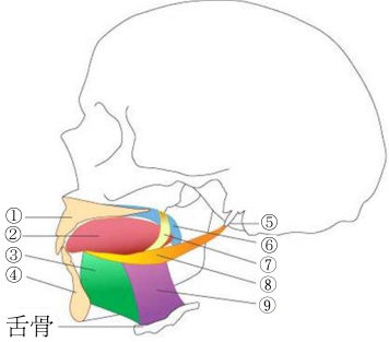 情況：下圖為舌外肌簡圖。請回答下列第 75 題至第 80 題。