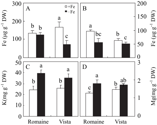 Figure 1. Root A and shoot B Fe concentrations and shoot K C and Mg D concentrations in two lettuce varieties after 15 days of growth under Fe-sufficient +Fe or Fe-deficient - Fe conditions. Data are means of 8 replicates ± standard error. Bars labelled by the same letter are not statistically different according to the ANOV A test at p ≤ 0.05.