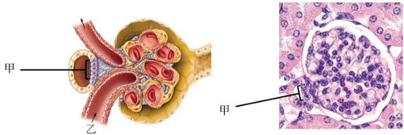 A. 緻密斑( macula densa )