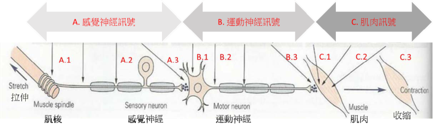 圖一 神經訊號傳導途徑示意圖