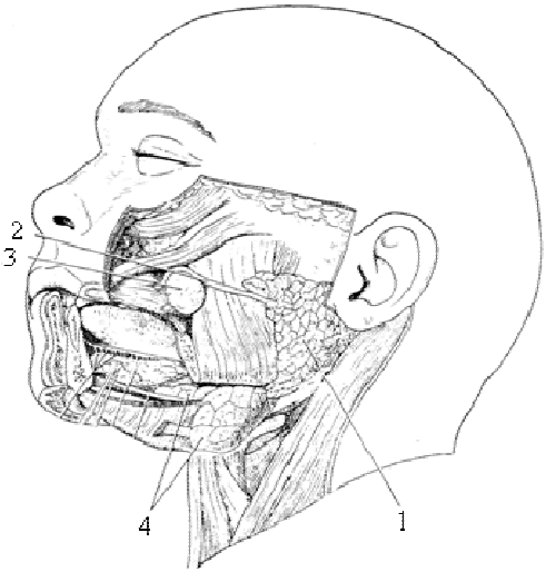 A. 標示 1 處為腮腺