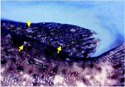 A. Ichthyophthirius multifiliis infection