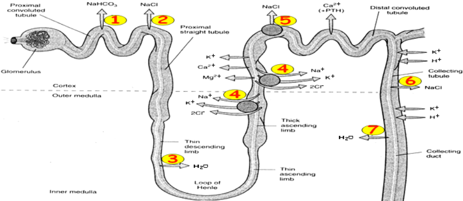 A.ADH ( antidiuretic hormone ) antagonists