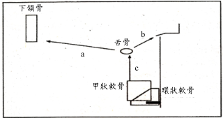  頦舌骨肌( geniohyoid ) 下頷舌骨肌( mylohyoid