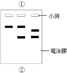 圖七