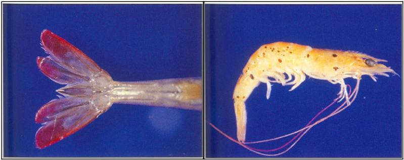 A.MBV ( penaeus monodon-type baculovirus ) infection