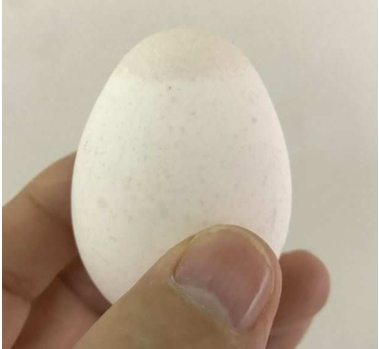 A. Avibacterium gallinarum